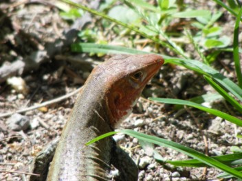 Lizard, Gilboa Hill