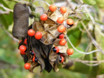 Seed pods on Gilboa Hill