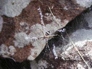 Spider Web on Gilboa Hill
