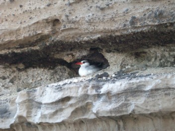 Tropic Bird 'Pastry'.