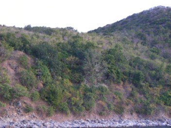 The Magnificent Frigate Bird Roost