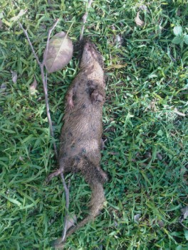 Thankfully, roadkill Mongoose