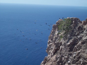 Magnificent Frigate Birds heading off to sea