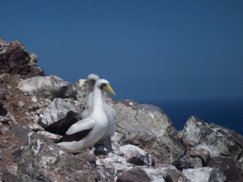 Adult and Juve Masked Boobies