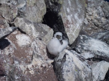 Masked Booby Chick