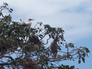 Red Footed Boobies in one of thier many morphs