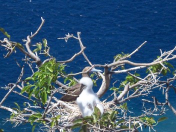 Red Footed Booby chick