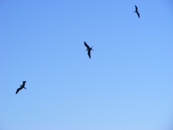 Magnifent Frigate Birds scavenging in the Harbour
