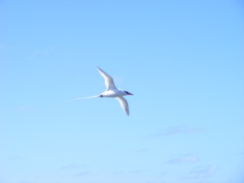 Red-billed Tropic Bird