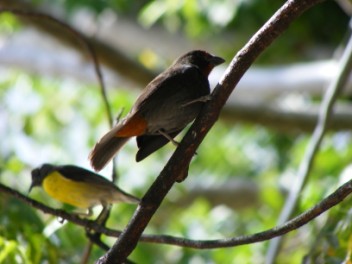 Banana Quit and L.Antilles Bullfinch