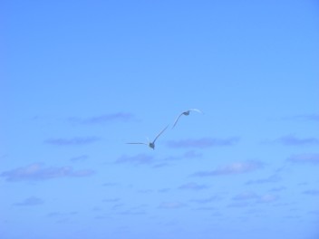 More Red-billed Tropic Birds