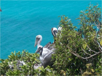 Brown Pelican chicks