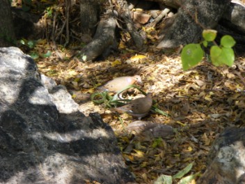 Zenaida Doves