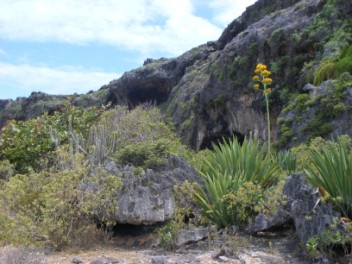 Habitat