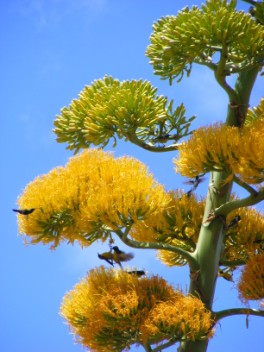 Antillean Crested Hummingbird and Bananaquits