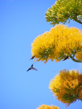 Antillean Crested Hummingbird