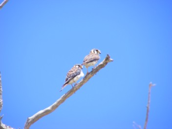 American Kestrel (aka killy killy)