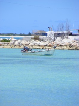 Breeding Plumage Adult Brown Pelicans