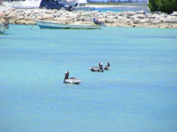 Breeding  Plumage Adult Pelicans