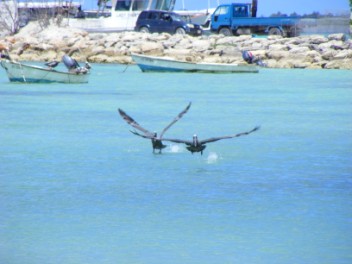 Breeding Plumage Adult Pelicans