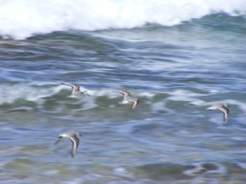 Watery waders arty picture