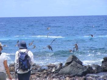 Sooty Terns