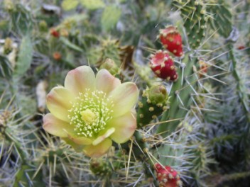 Cactus blooming