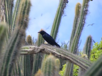 Carib Grackle