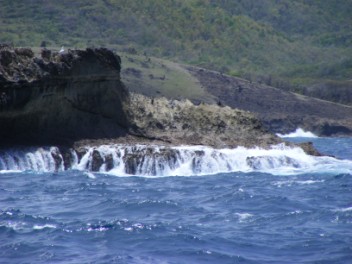 Booby chicks