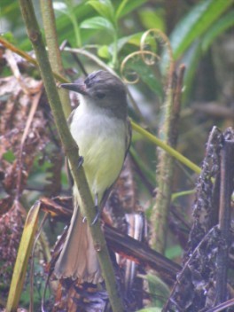 Lesser Antillean Flycatcher