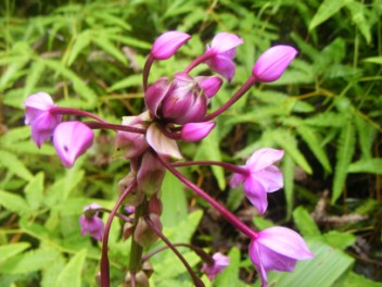 Flowers by thr track side.