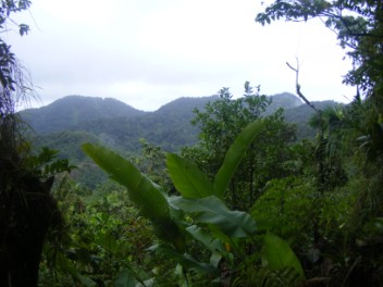 View out of the forest