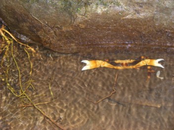 A forest crab- landcrabs everywhere in Caribbean