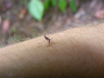Mosquito dining on Dave's blood