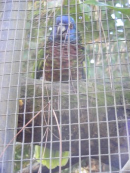 St Lucia Parrot up close at Gov offices