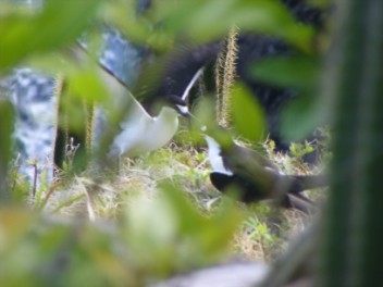 Moor Sooty Terns nesting in the cacti