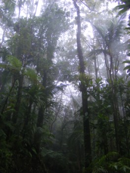 On the track to the rainforest