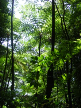 Tree ferns on the tracks in the rainforest