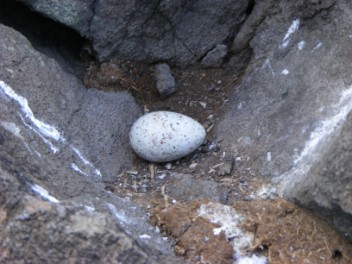 Bridle Tern Egg