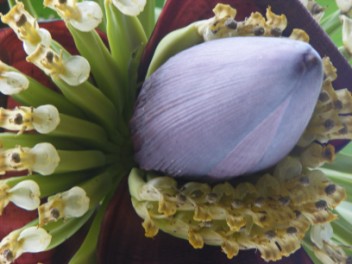 Banana flower, one of the many fruits grown on StV