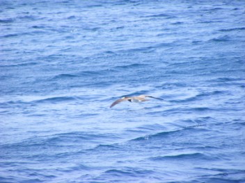 A Brown Booby gliding over the waves by StV