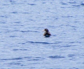 A Brown Booby paddling in sea like a duck