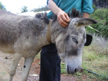 Having a good scratch