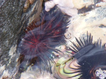 Sea urchins