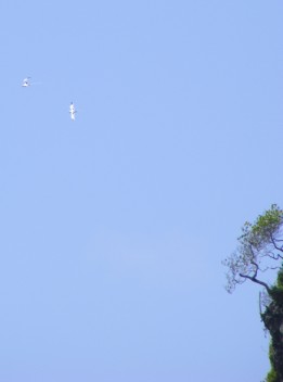 Another shocking image..White-tailed Tropicbirds