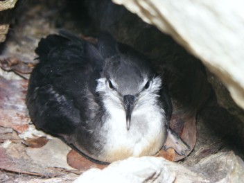 An Audubon's Shearwater chick