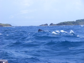 Antilles Wreck rising from the deep