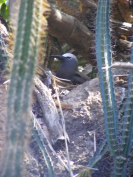 Brown Noddy sticking close on her nest