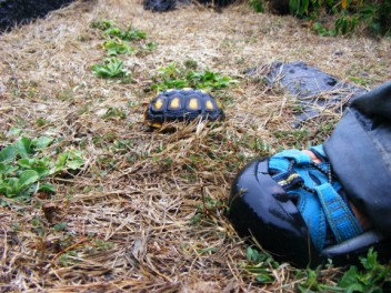 The world's smallest tortoise