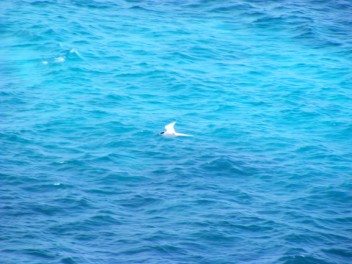 Roseate Tern